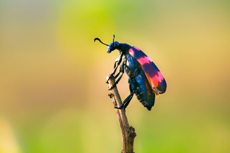 shutterstock_756257140